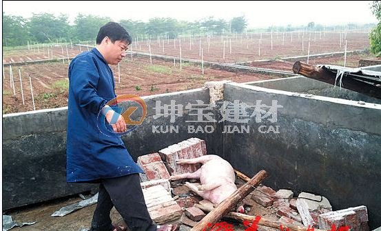 冰雹砸坏养殖场